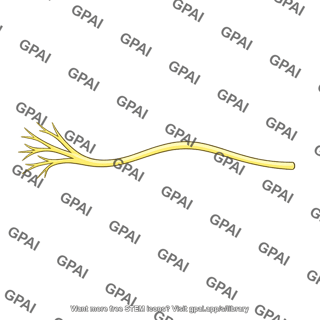 Infratrochlear nerve