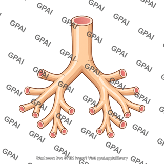 Airway