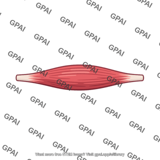 Spindle shaped muscle