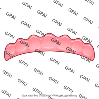 Upper gingiva
