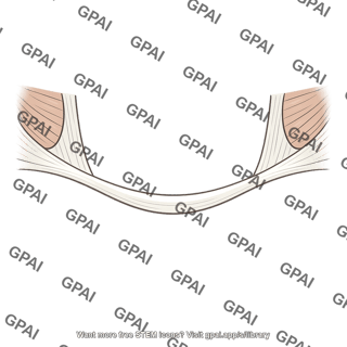 Arcuate line rectus sheath