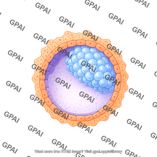 Human blastocyst day 9