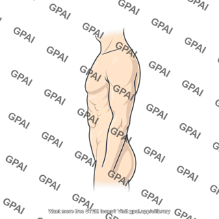Adult male torso lateral