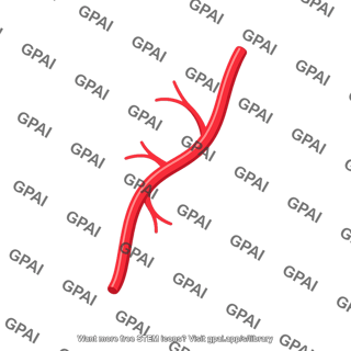 Artery with branches
