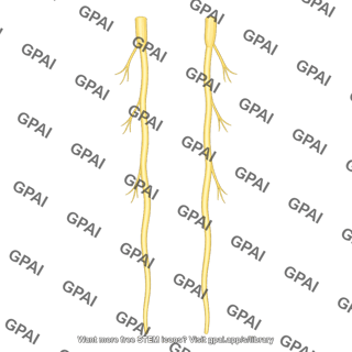 Paired vagus nerves