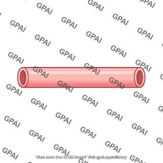 Uterine tube isthmus