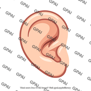 Human ear