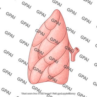 Lung left compressed