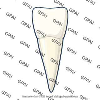 Central incisor tooth