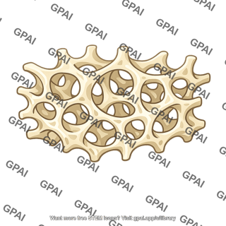 Spongy bone
