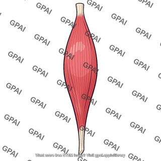 Fusiform skeletal muscle
