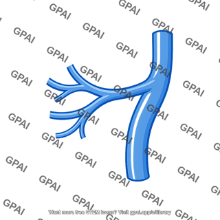 Left colic vein