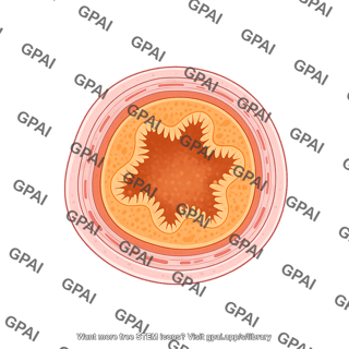 Intestine cross section duodenum