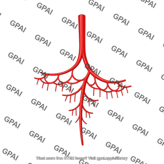 Ileal artery