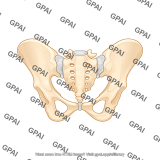 Pelvis female posterior view