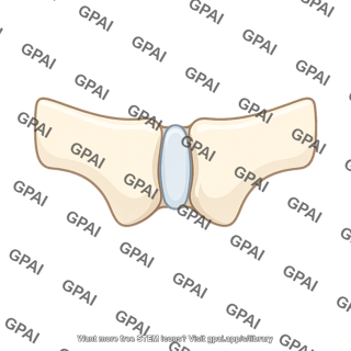 Pubic symphysis