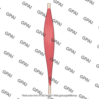 Gracilis muscle