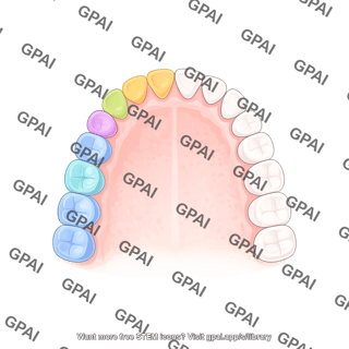 Dentition permanent upper color coded
