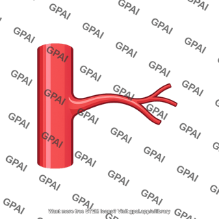 Middle suprarenal artery