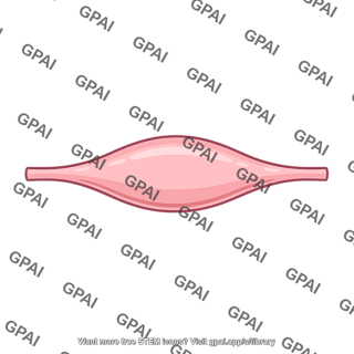 Ductus deferens ampulla