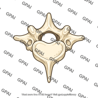 Vertebra t12