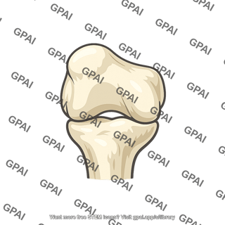 Knee joint