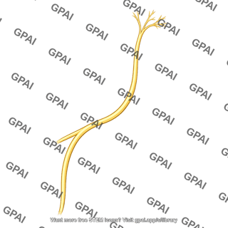 Supratrochlear nerve