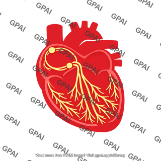 Cardiac conduction system