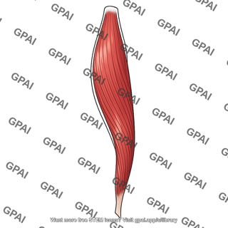 Psoas muscle