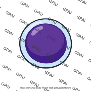 Lymphocyte
