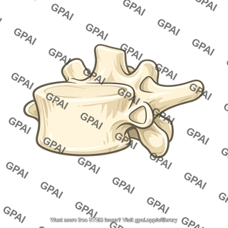 Twelfth thoracic vertebra