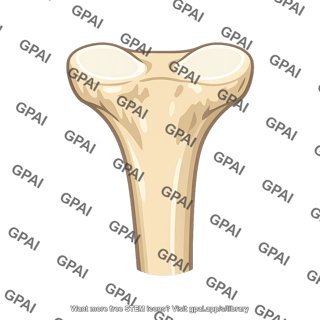 Tibia proximal end