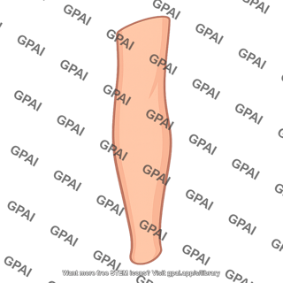 Skin of anterolateral leg