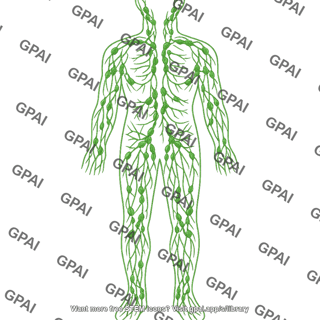Lymphatic system