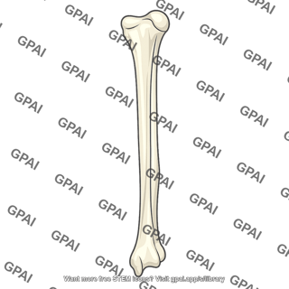 Ulna bone