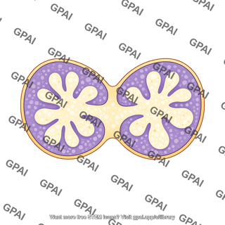 Thymus lobule cross seciton