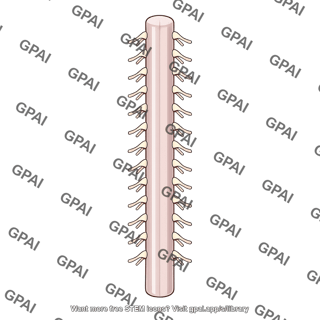 Thoracic spinal cord