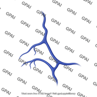 Veins brain lateral