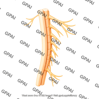 Spinal cord lateral with nerves sections