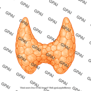 Thyroid anterior