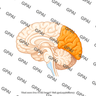 Brain sagittal cut occipital lobe