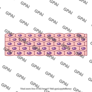 Tissue microscopic layer