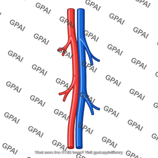 Artery and vein