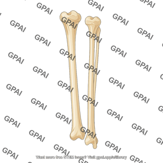 Tibia and fibula anterior