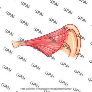 Anterior auricular