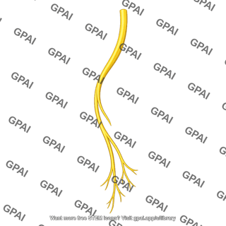 Medial sural cutaneous nerve