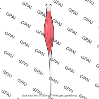 Extensor digiti minimi