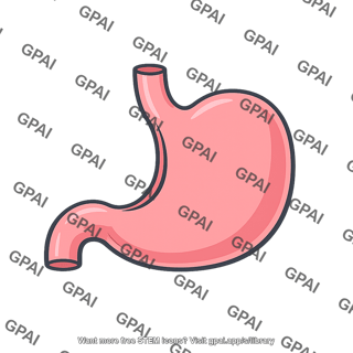 Human stomach