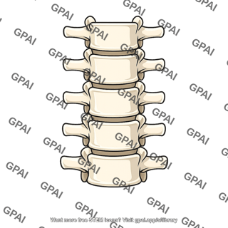 Vertebral column lumbar region