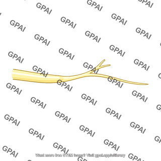 Nerve branch